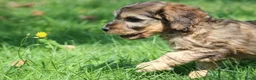 Cockapoo honden te koop: Knappe Cockapoo pups - Advertentie 6