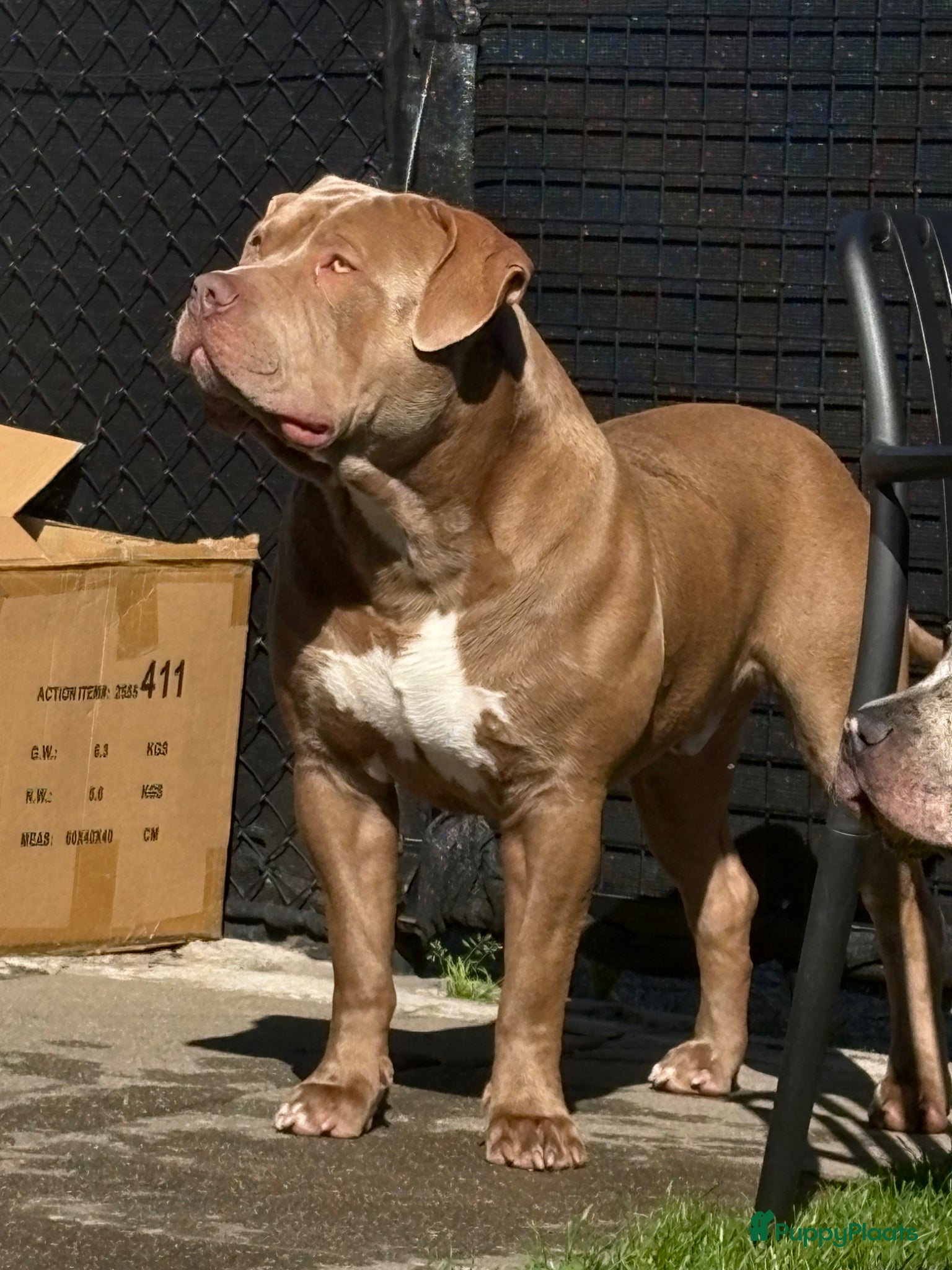 Amerikaanse Bully honden ter dekking: Zeer mooie American Bully dekreu beschikbaar - Advertentie 5