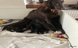 Flatcoated Retriever honden te koop: Flat-beauty  in Culemborg - Afbeelding 3