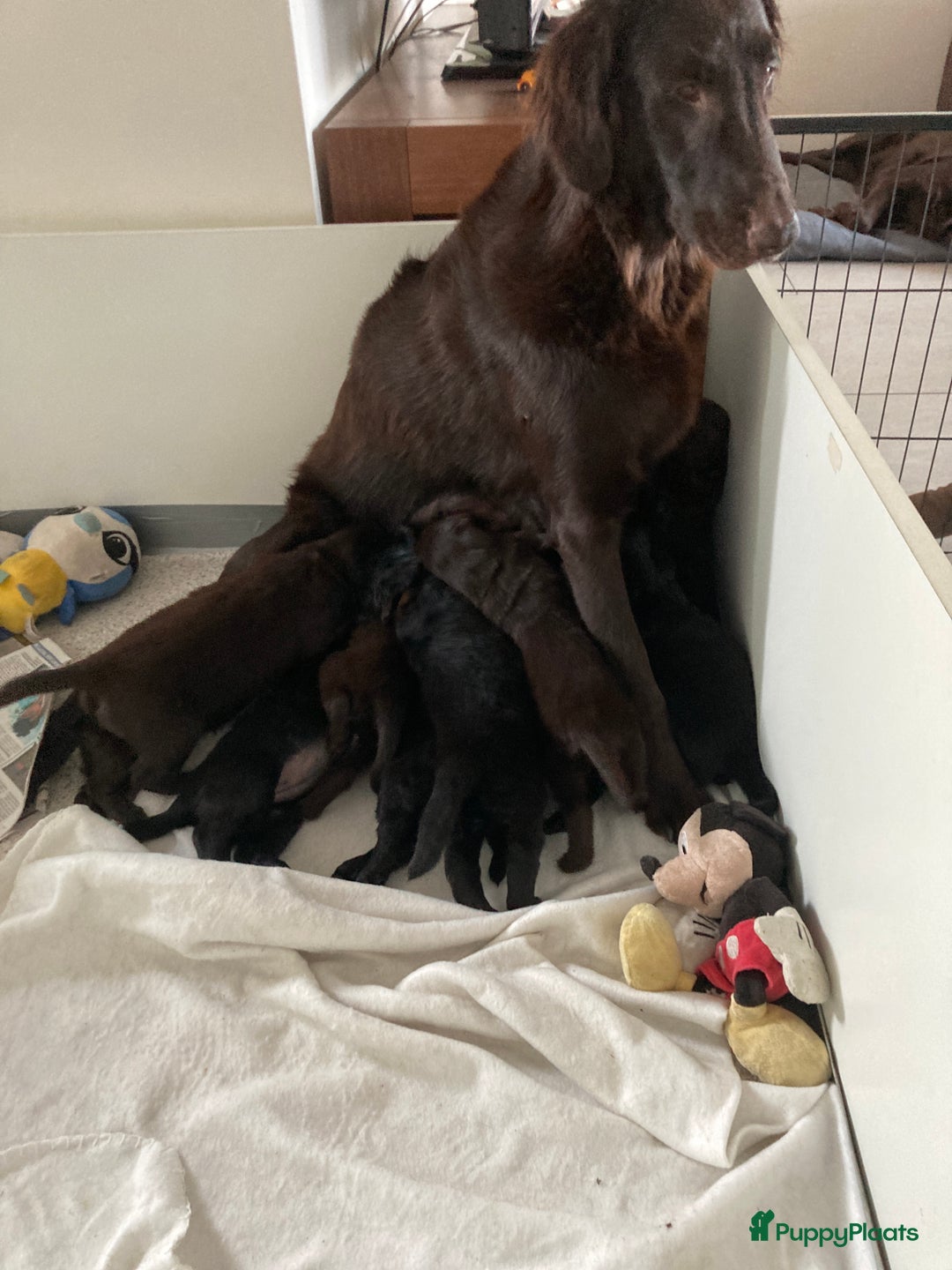 Flatcoated Retriever honden te koop: Flat-beauty  in Culemborg - Afbeelding 3