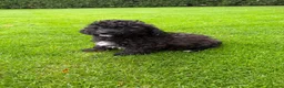 Kruising honden te koop: Boomer x Poedel (Boompoo) pups - Advertentie 6