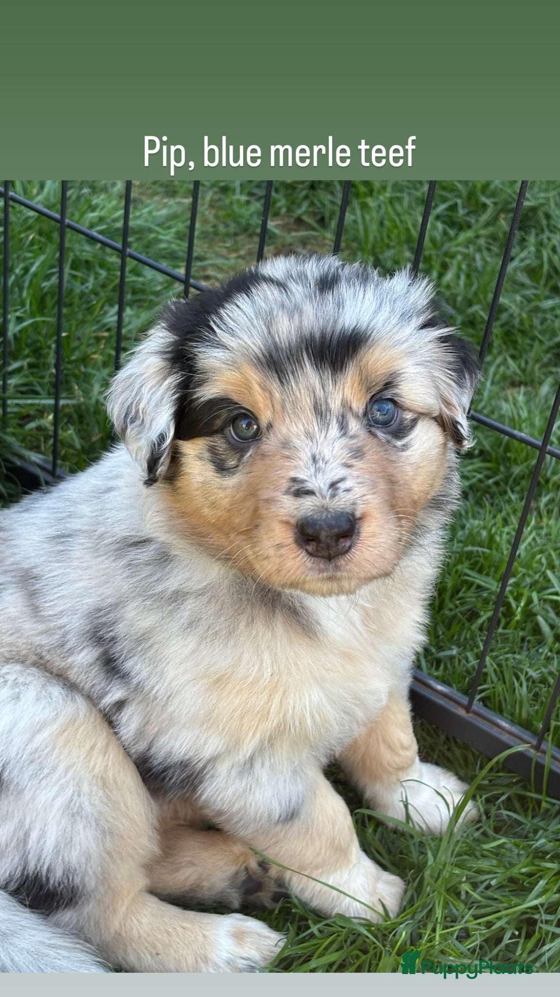 Australian Shepherd honden 1 blue merle teefje australian shepherd - Advertentie 4