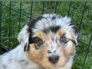 Australian Shepherd honden 1 blue merle teefje australian shepherd - Advertentie 4