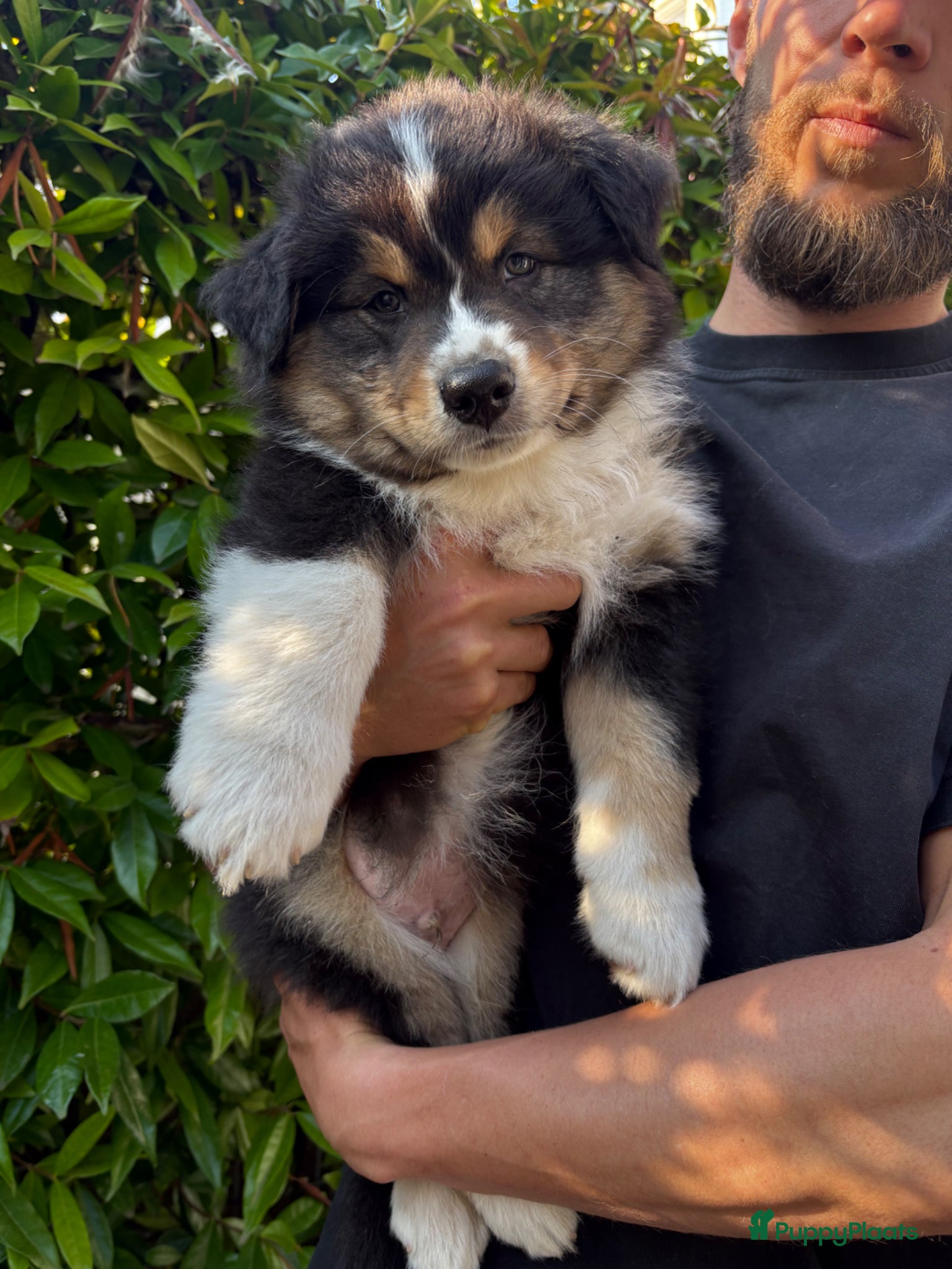 Australian Shepherd honden Australische Herder nestje - Advertentie 2