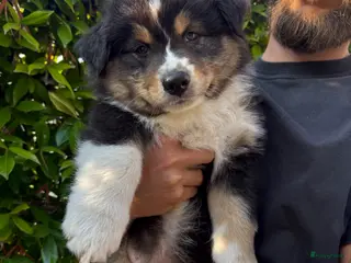 Australian Shepherd honden Australische Herder nestje - Advertentie 2