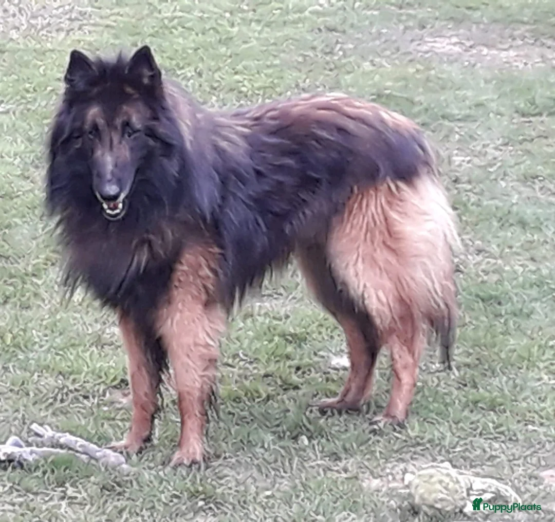 Kruising honden te koop: Groenendaeler en Tervurense pups  - Advertentie 6