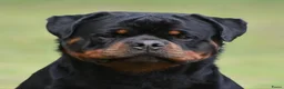 Rottweiler honden ter dekking: Dekreu Rottweiler  - Advertentie 6