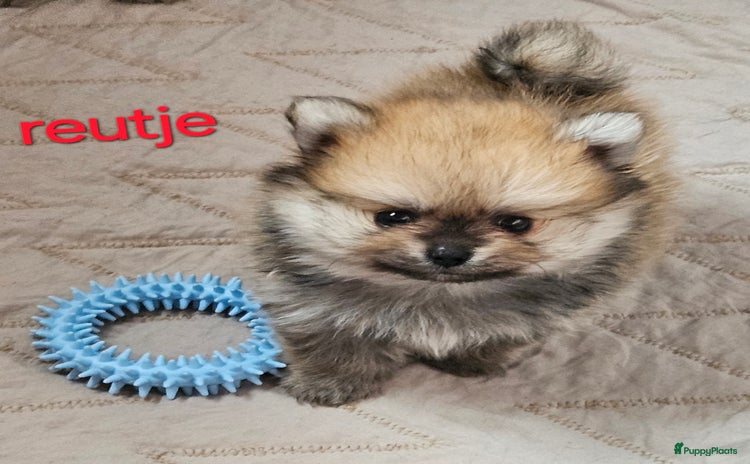 Pomchi honden - Advertentie 15
