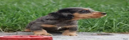 Ruwhaar Teckel honden te koop: Teckel pups ruwhaar - Advertentie 15