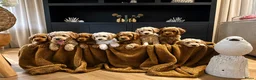 Australian Labradoodle honden te koop: 2 prachtige Australian Labradoodle teefjes - Advertentie 4