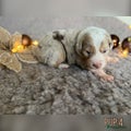 Australian Shepherd Puppy 4