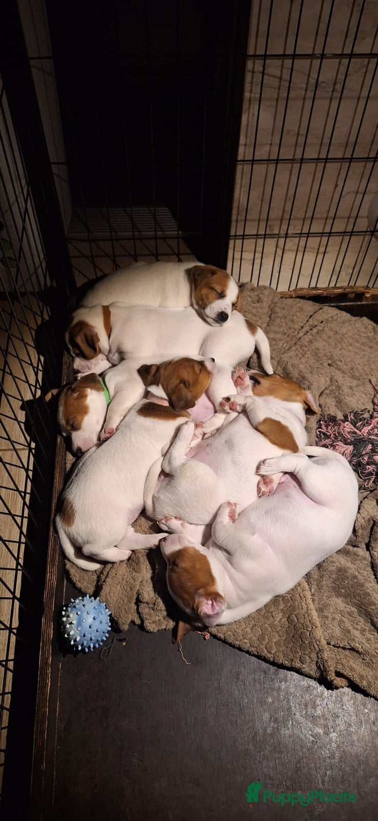 Poedel Toy honden Jack Russell Terrier pups beschikbaar - Advertentie 4