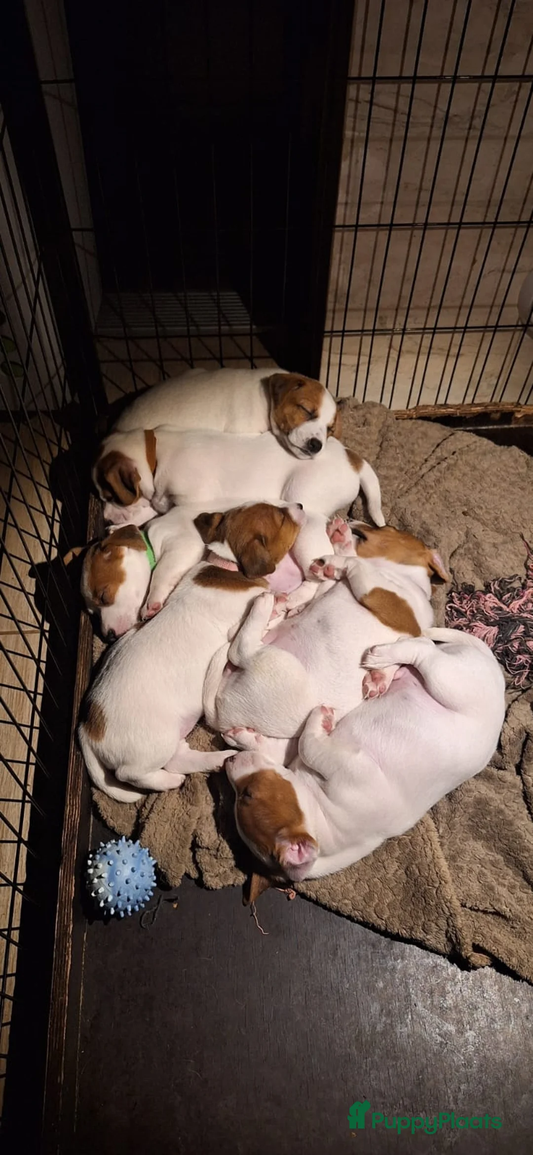 Poedel Toy honden te koop: Jack Russell Terrier pups beschikbaar - Advertentie 1