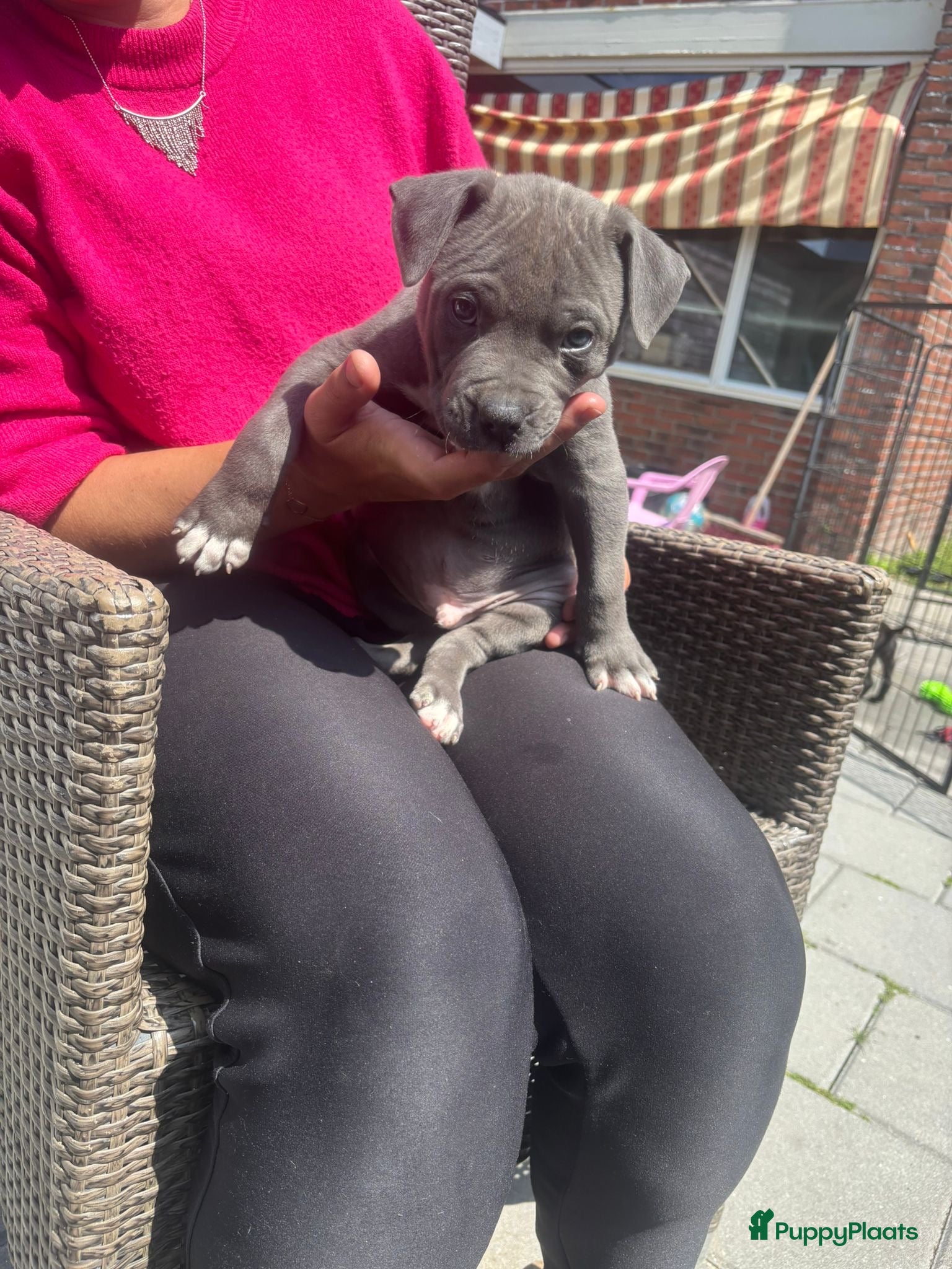 American Staffordshire Terriër honden American Stafford te koop - Advertentie 1
