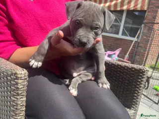 American Staffordshire Terriër honden American Stafford te koop - Advertentie 1