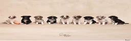 Australian Shepherd honden te koop: Australian shepherd pups ( nog 3 beschikbaar  - Advertentie 9