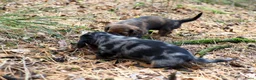 Teckel (langhaar) honden te koop: Teckel pups langhaar kleine dwerg - Advertentie 20
