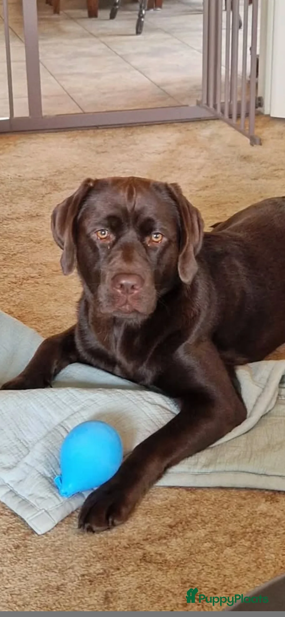 Labrador Retriever honden te koop: Bruine labrador pups verwacht 🐾 - Advertentie 3