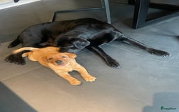 Labrador Retriever honden te koop: Stamboom Labrador pup. Nest Aankondiging  - Afbeelding 10