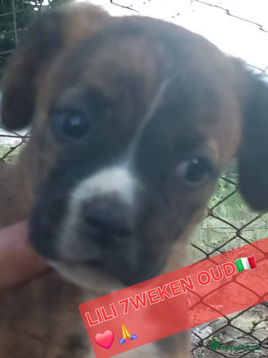 Kruising honden te koop: Lilly zoekt een baasje - Advertentie 5