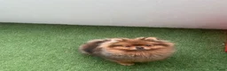 Pomeriaan honden te koop: Sticht in Venlo - Advertentie 3