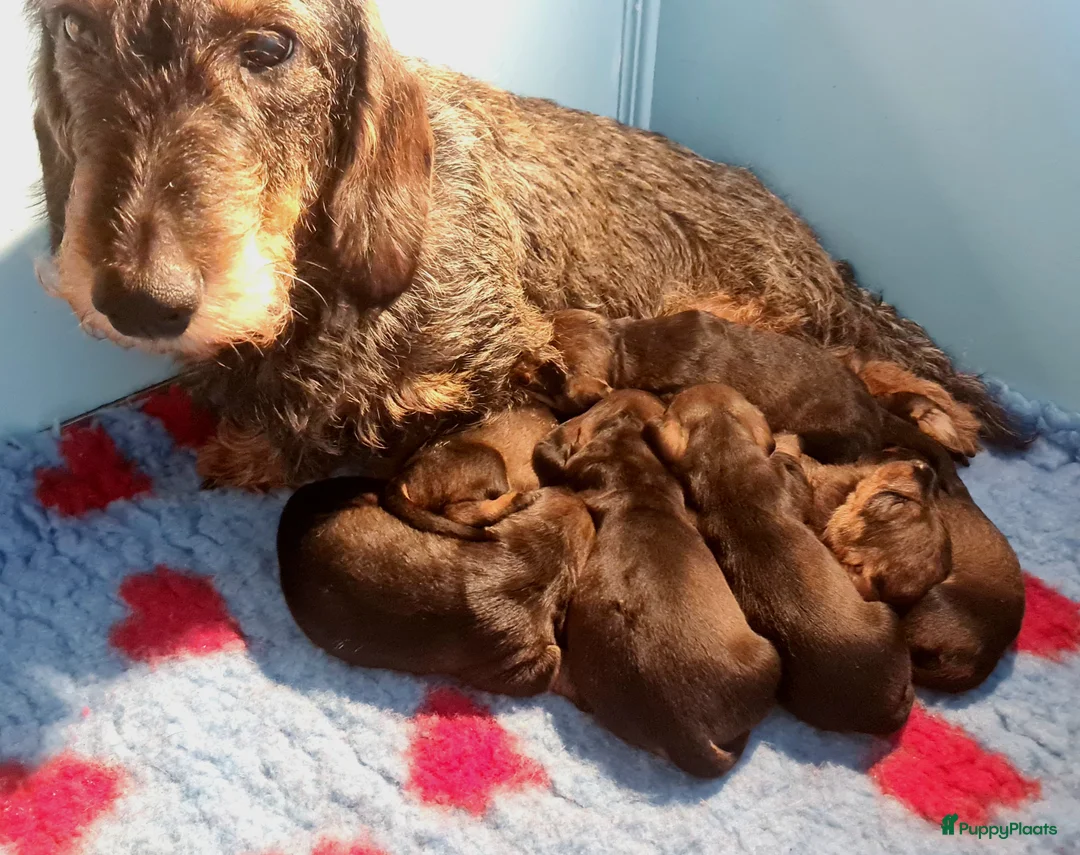 Ruwhaar Teckel honden te koop: Standaard ruwhaar teckel pups - Advertentie 6