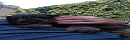 Ruwhaar Teckel honden te koop: Ruwharige teckel pup (standaard) - Advertentie 4