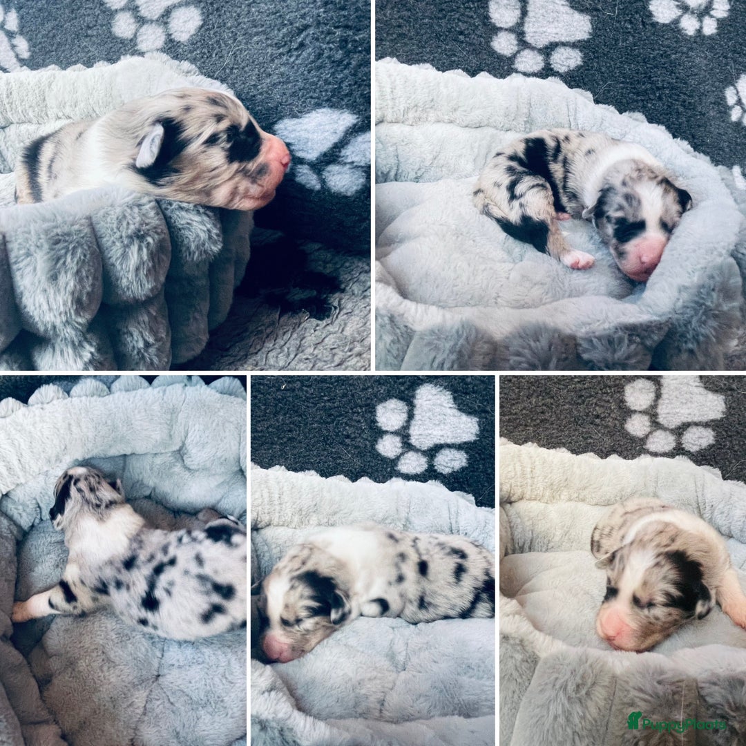 Australian Shepherd honden te koop: Prachtige pups Australian shepherd X  - Advertentie 6