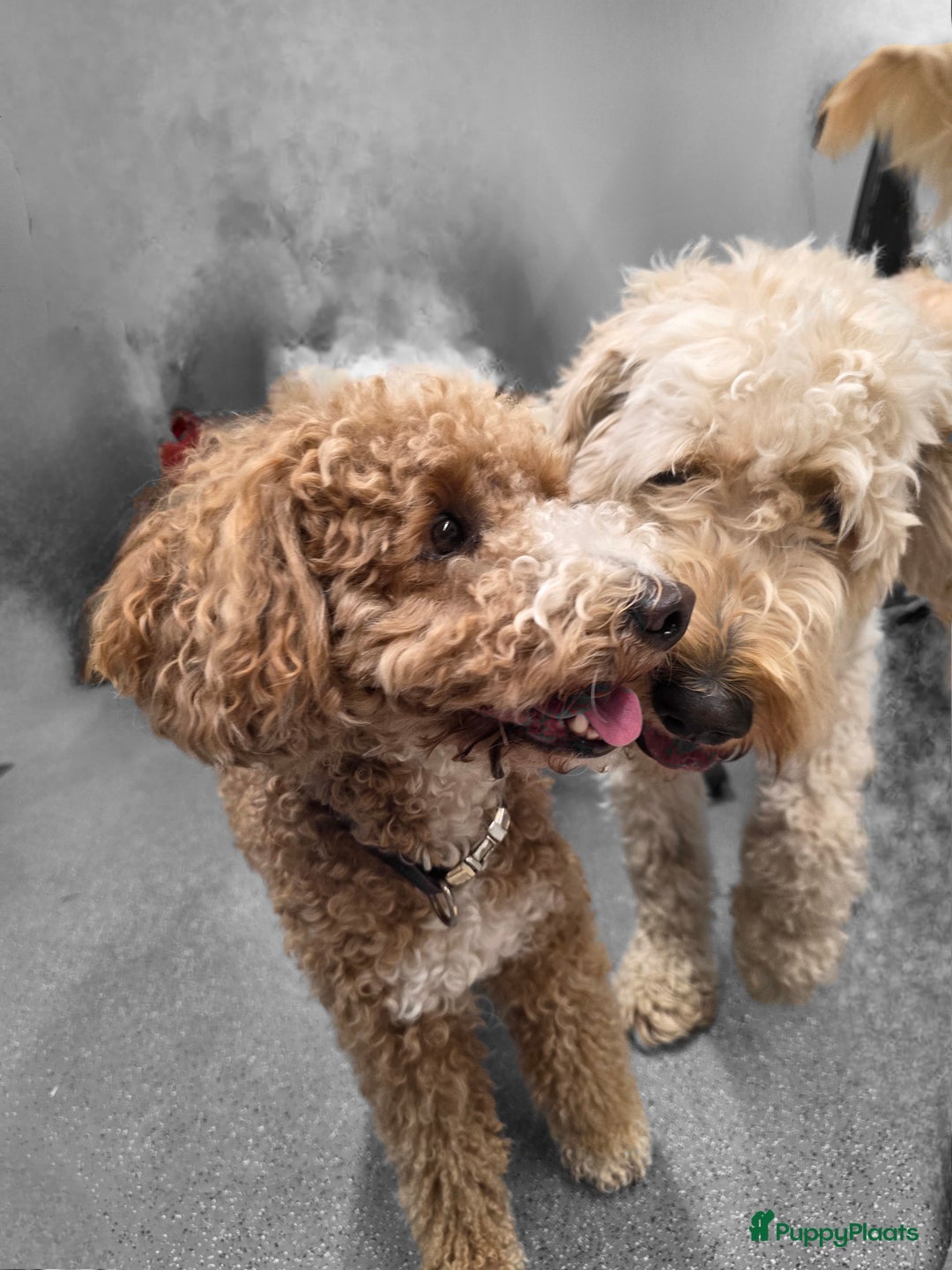 Goldendoodle honden te koop: 🐶 Goldendoodle pups medium - Advertentie 14