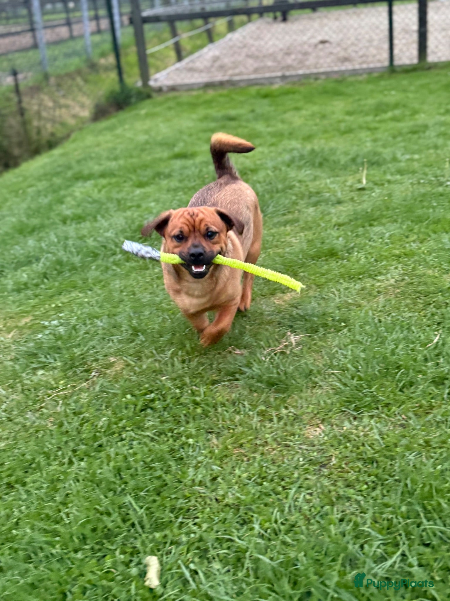 Kruising honden Bobbie zoekt een fijn huisje!  - Advertentie 12