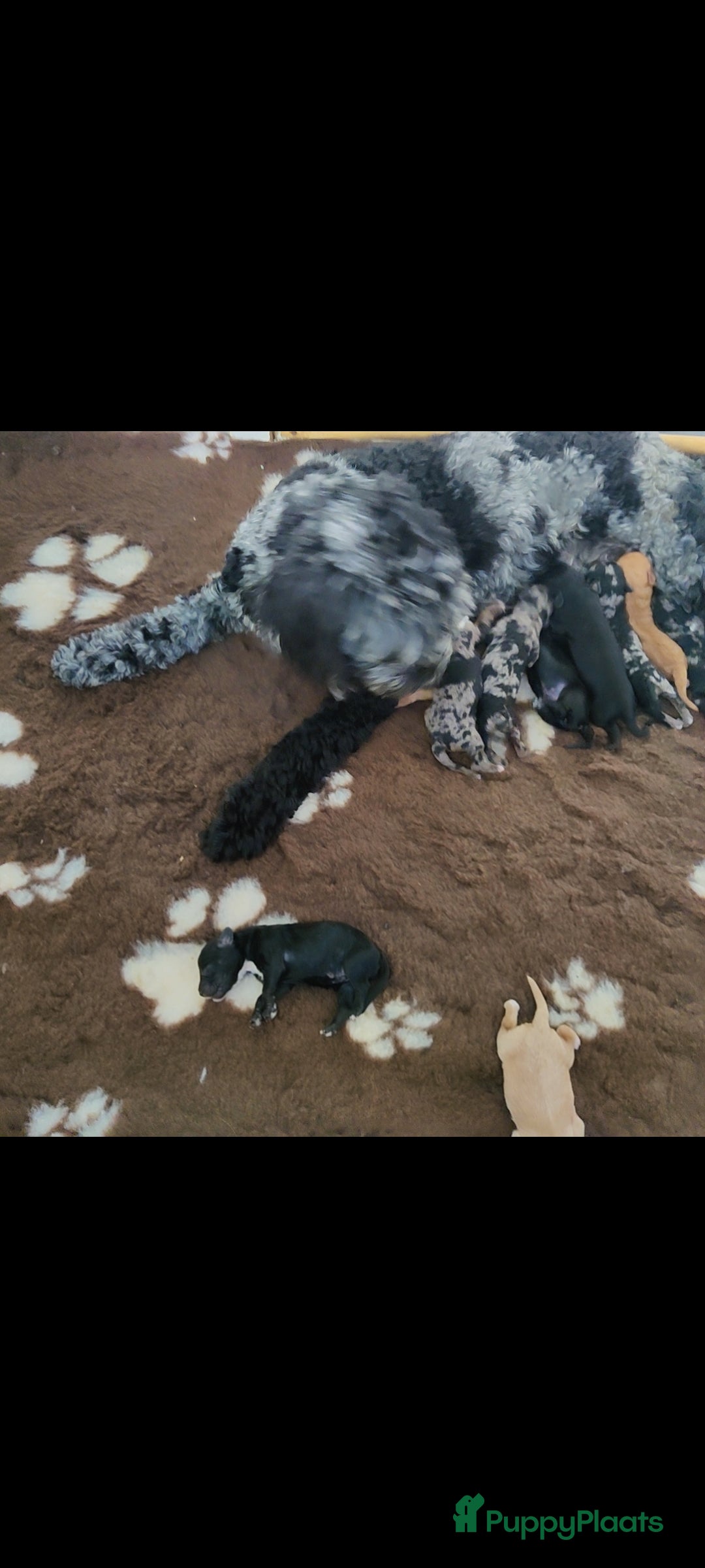 Labradoodle honden te koop: Prachtige medium labradoodle pups - Afbeelding 16