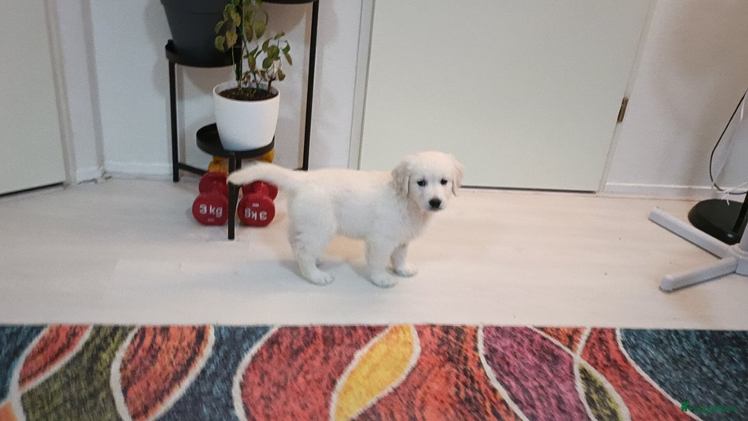 Golden Retriever honden te koop: Golden retriever puppy 10 weken oud  - Advertentie 5