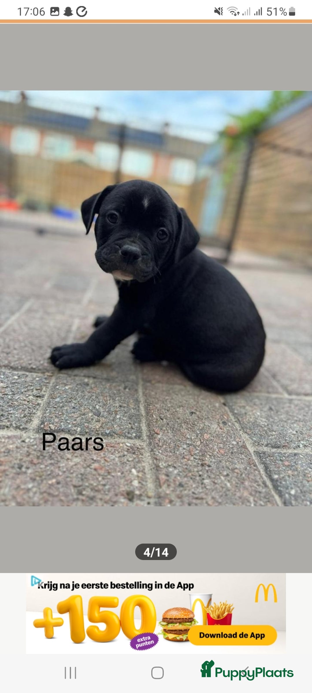 Old English Bulldog honden te koop: Old english bulldog x pocket bully xl  - Afbeelding 12