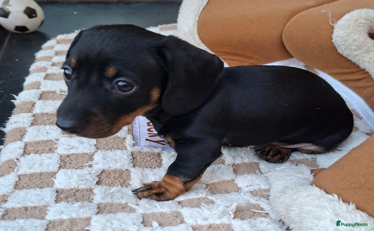 Teckel (korthaar)  honden - Advertentie 3