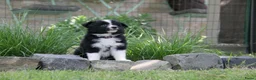 Border Collie honden te koop: Z-nest van Mellon en Silver - Advertentie 3