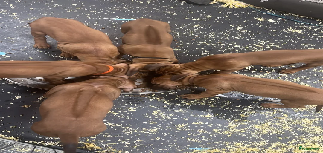 Galerij afbeelding {{count}}