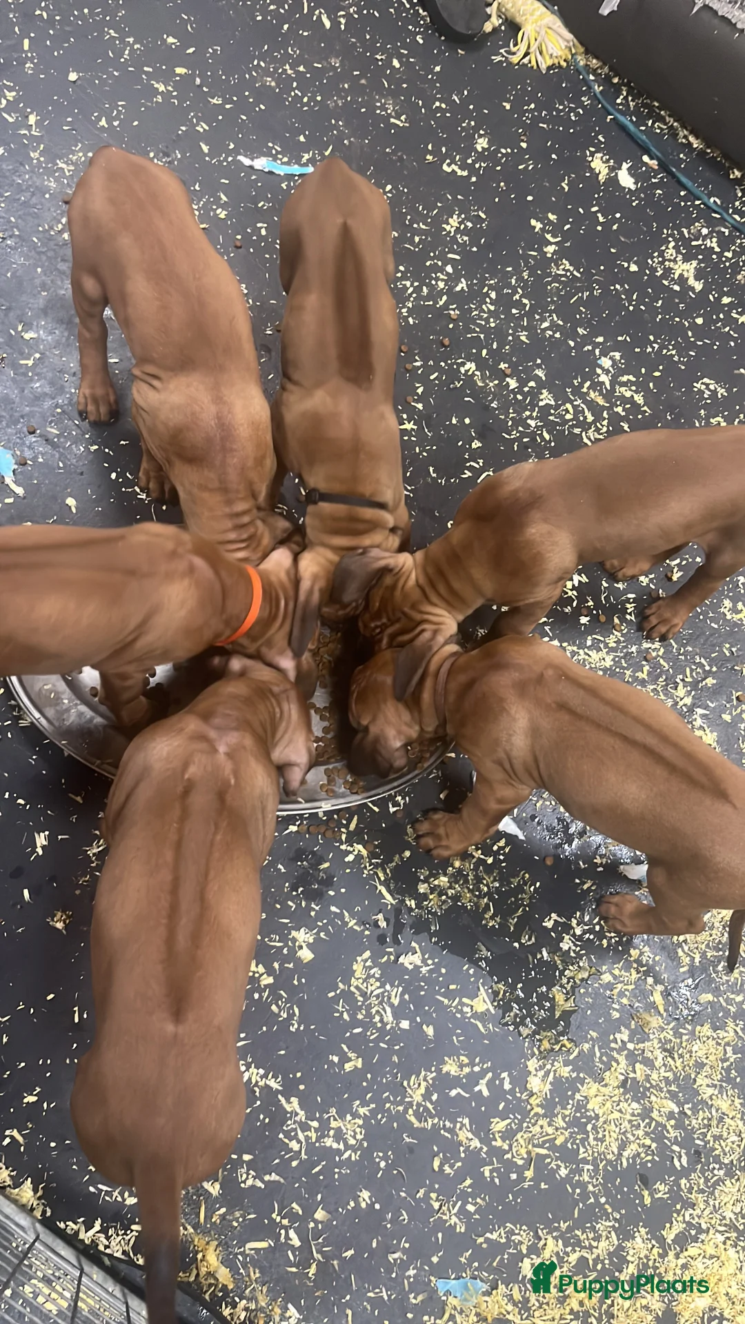 Galerij afbeelding {{count}}