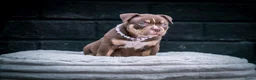 Amerikaanse Bully honden te koop: Amerikaanse pocket bully teefjes  - Advertentie 10