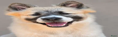 Thai Bangkaew Dog 1