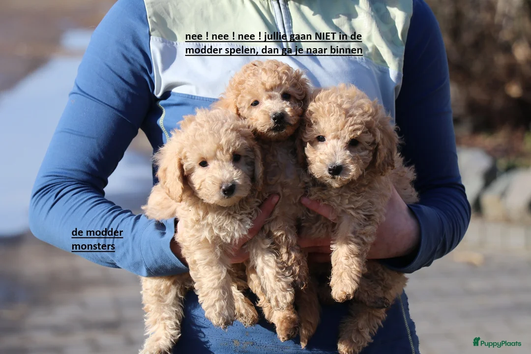 Kruising honden te koop: maltipoo/shihpoo pups beschikbaar - Advertentie 15