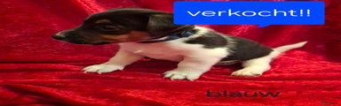 Jack Russel Terriër Puppy blauw