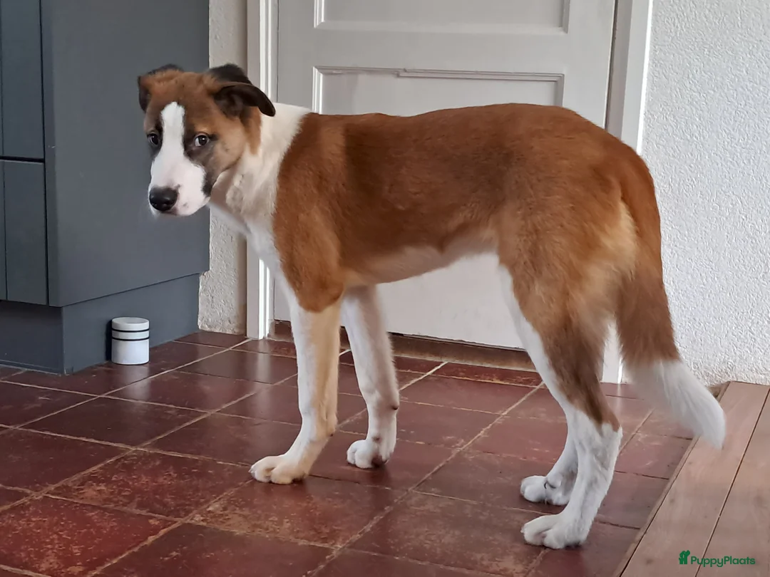 Kruising honden ter adoptie: Nieuw thuis gezocht voor onze lieve rustige pup. - Advertentie 3