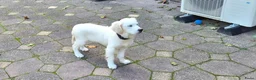 Golden Retriever honden te koop: Golden Retriever met stamboom - Advertentie 2