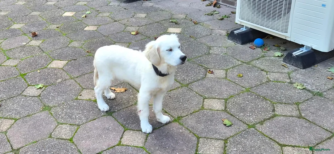 Golden Retriever honden te koop: Golden Retriever met stamboom - Advertentie 2