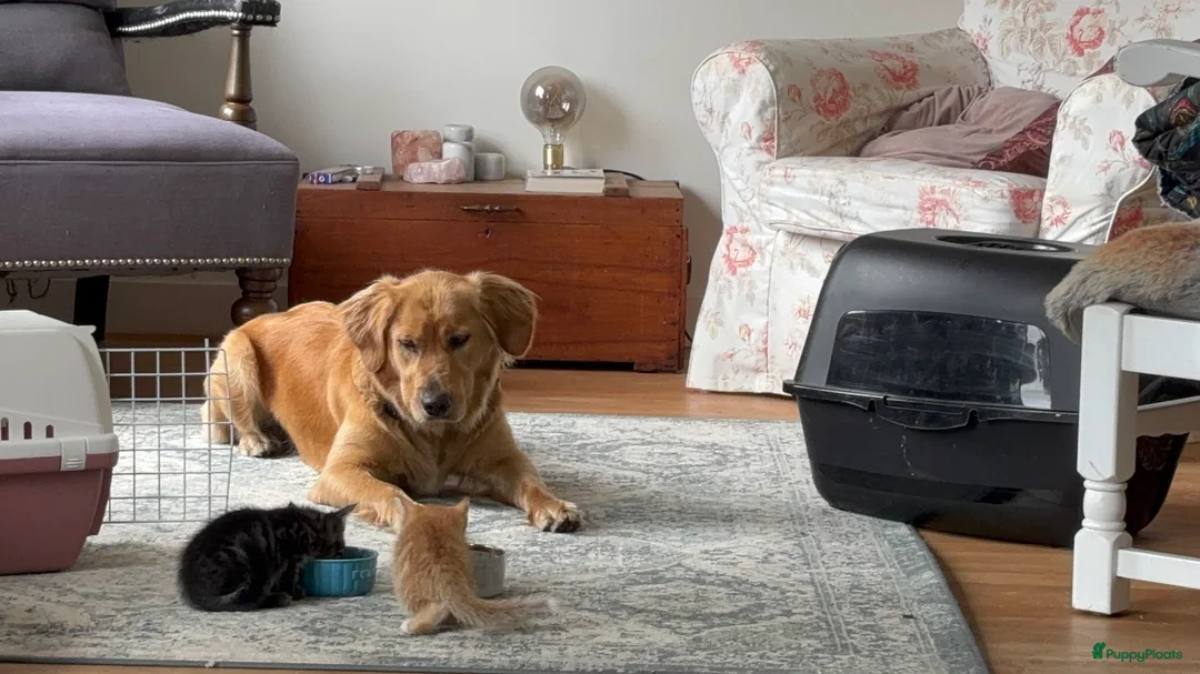 Golden Retriever honden te koop: Onze werklijn golden retriever krijgt kleintjes! - Advertentie 3