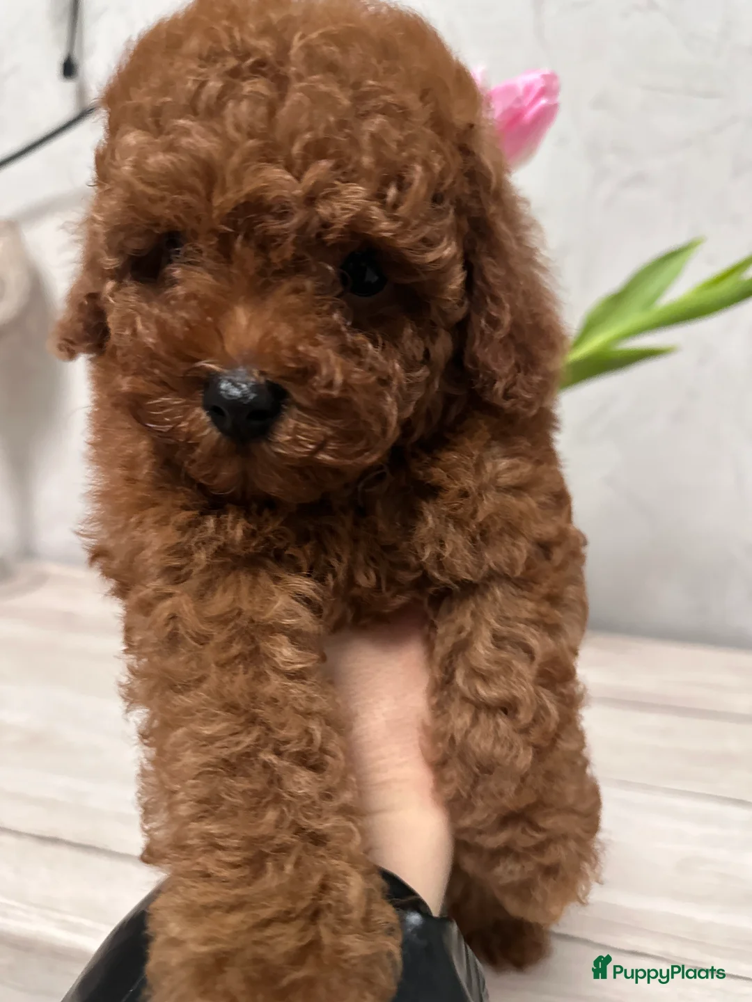 Poedel Toy honden te koop: Schattige Toy Poedel puppy’s in rode (red) kleur - Advertentie 9