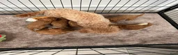 Poedel Toy honden te koop: Vrolijke rode Toy Poedel pups. - Advertentie 16
