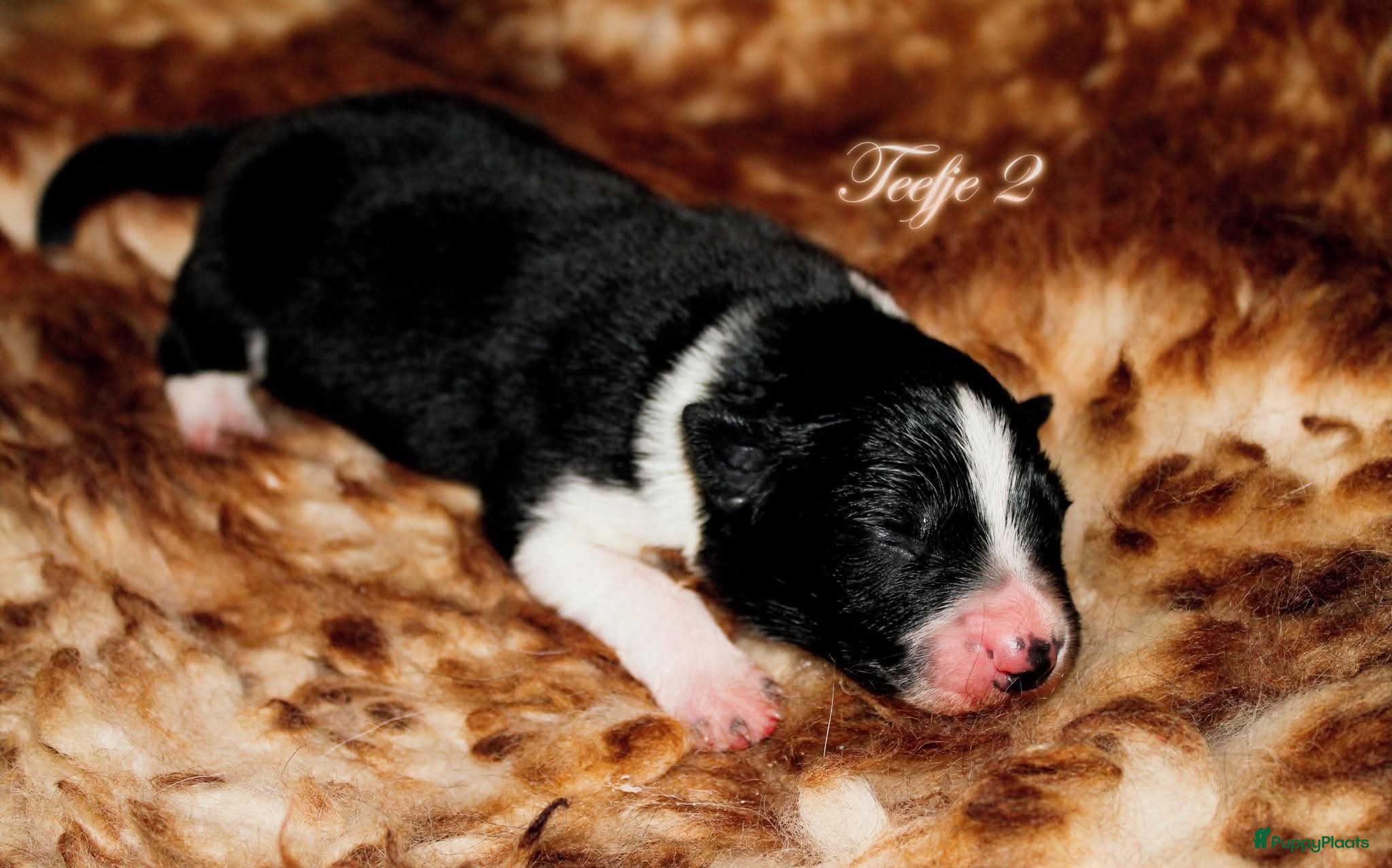 Border Collie honden Border collie pups met isds stamboom - Advertentie 2