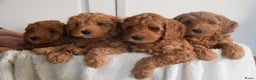 Kruising honden te koop: Aankondiging nestje mini Australian Labradoodle - Advertentie 4