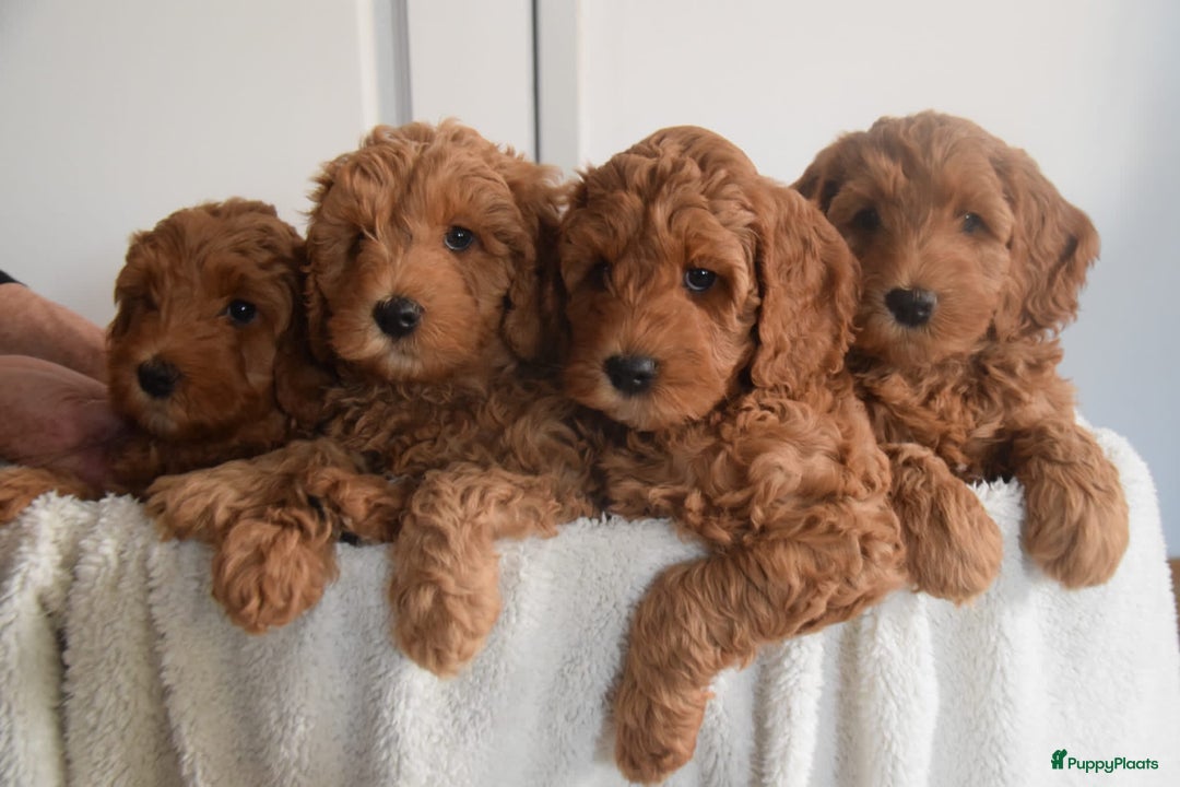 Kruising honden te koop: Aankondiging nestje mini Australian Labradoodle - Advertentie 4